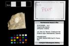Foto (Objekt + Etikett) von Cengodromites angustus  (NHMW-GEO-2014-0194-0665)